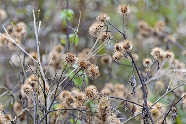 Burdocks