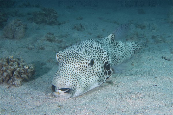 A star puffer