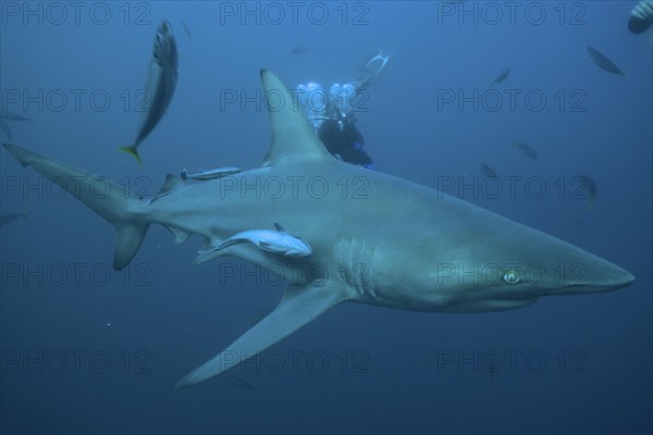 Blacktip shark