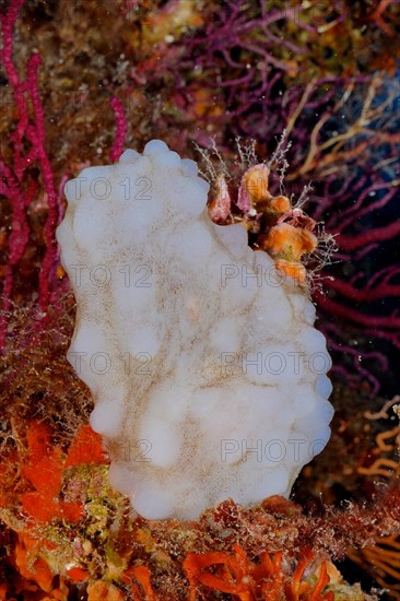 White sea squirt