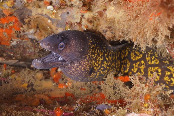 Mediterranean moray