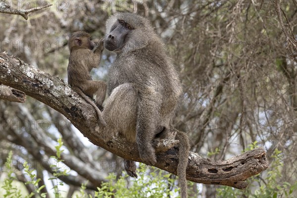 Olive baboon