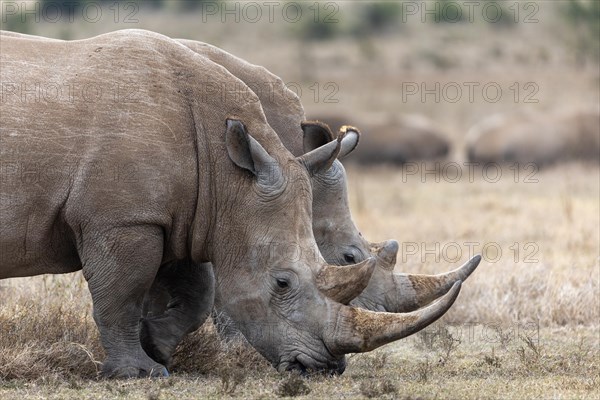 White rhinoceros