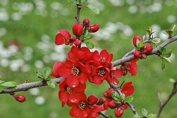 Ornamental quince