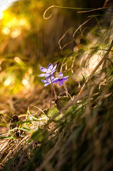 Purple forest flowers in sunlight in spring