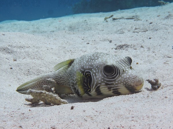 A white-spotted puffer