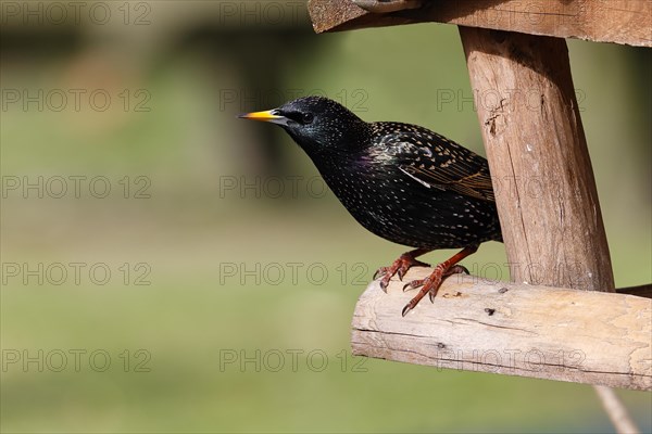 Common starling