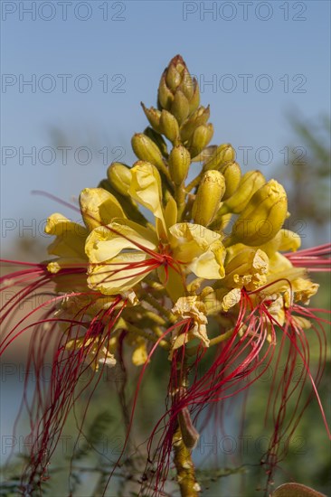 Bird of Paradise Bush