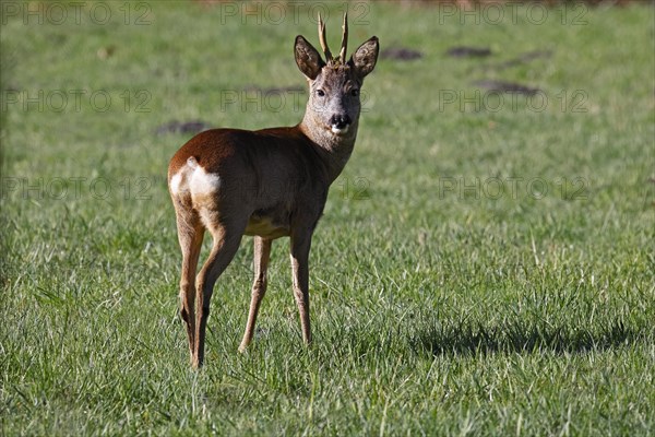 European roe deer