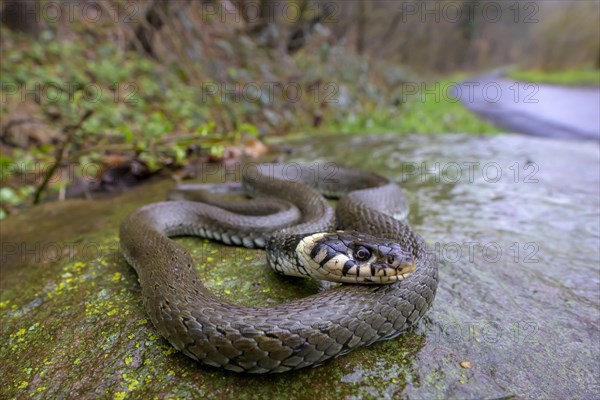 Grass snake