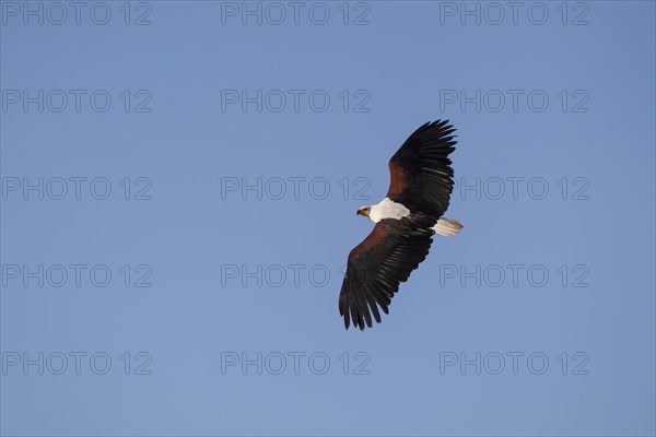 African fish eagle