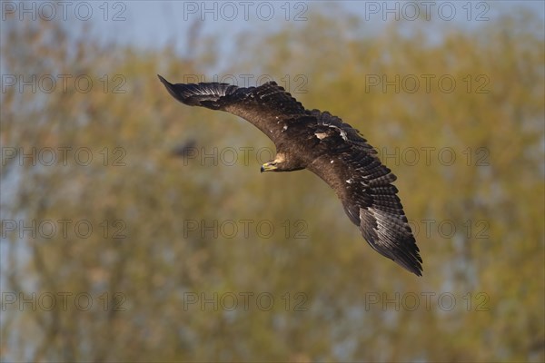 Steppe eagle