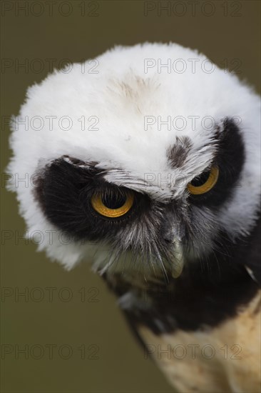 Spectacled owl