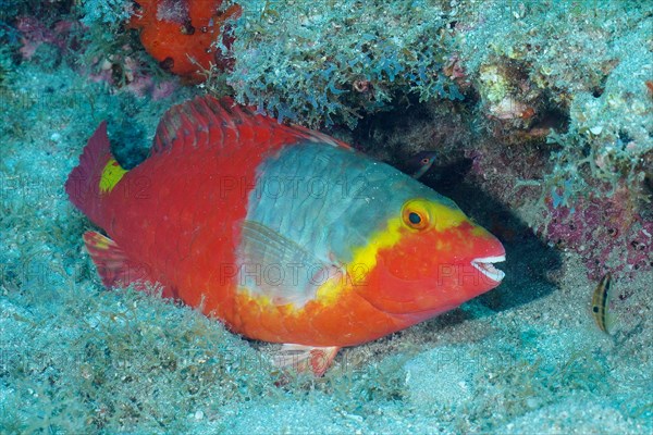 Mediterranean parrotfish