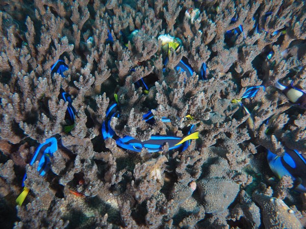 A group of juvenile palette surgeonfish