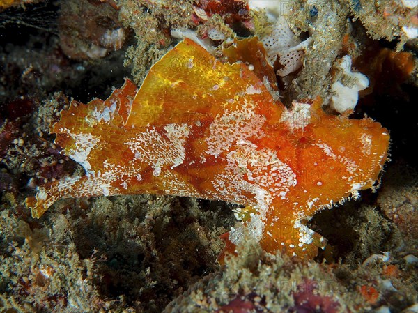 Brown leaf scorpionfish