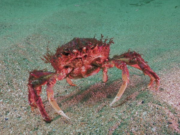 Sea spider