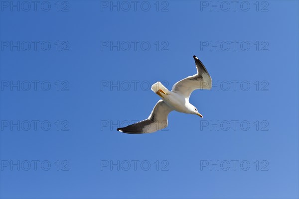 European herring gull