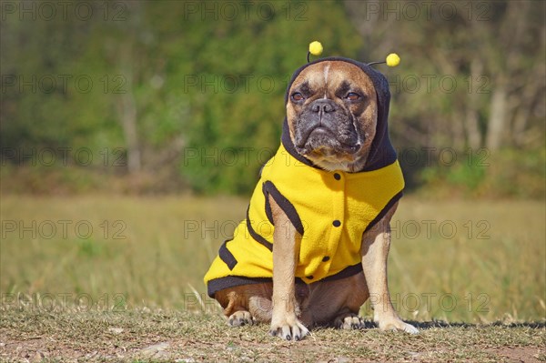 Cute and funny brown French Bulldog dog dressed up as a bee wearing a black and yellow Halloween costume with hood and antlers