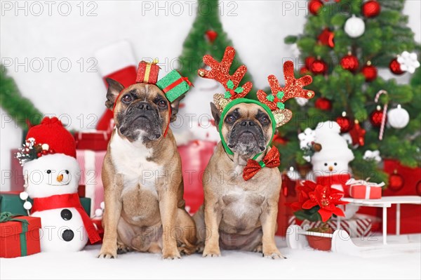 Pair of Christmas dogs. French Bulldogs wearing festive reindeer antlers and gift box costume headbands between seasonal decoration