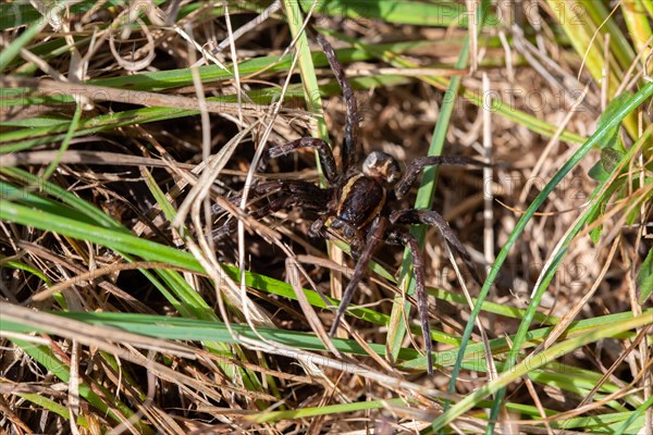 Raft spider