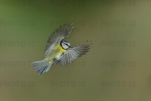 Blue Tit