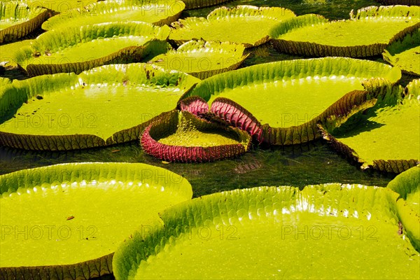 A freshly unfurling Victoria amazonica