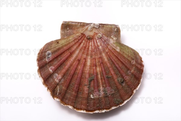 Scallop