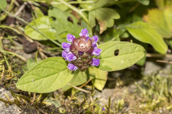 Common Braunelle Prunella vulgaris)