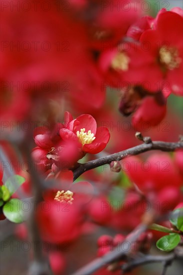 Ornamental quince