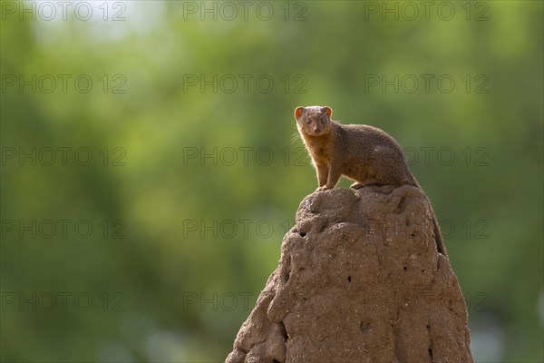 Mongoose