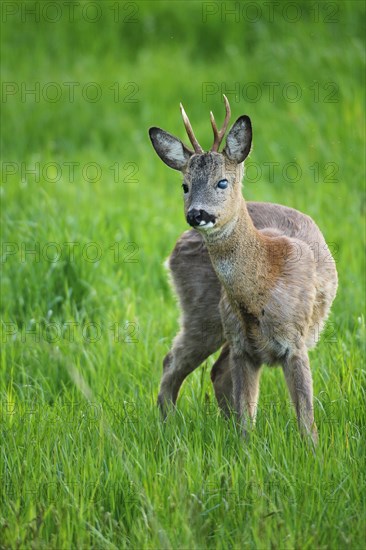 European roe deer