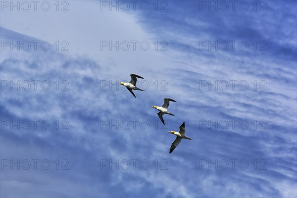 Three northern gannet