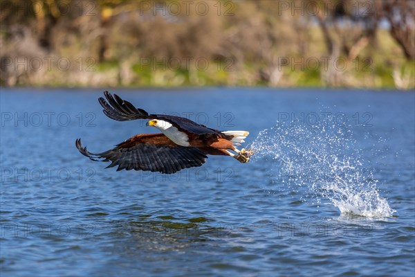 African fish eagle