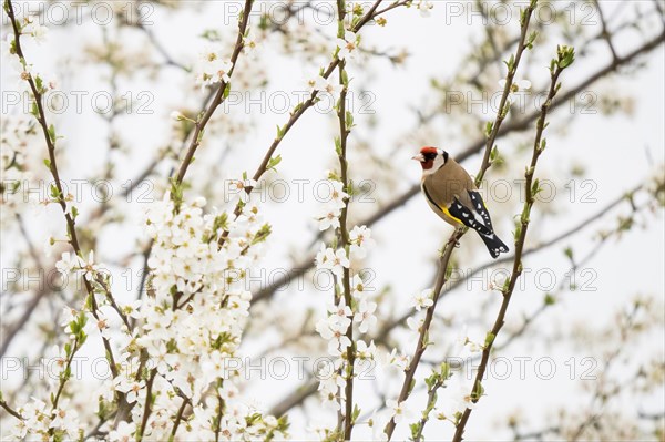 European goldfinch