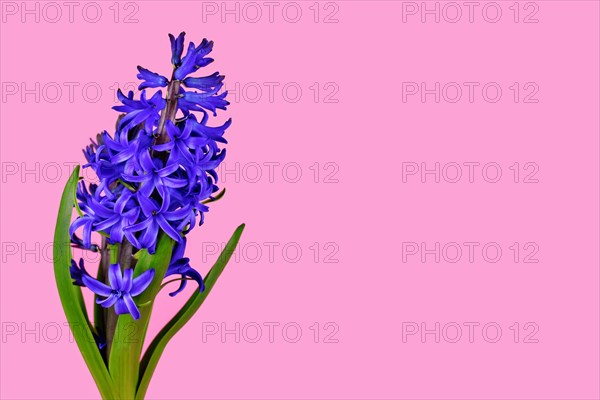 Blue Hyacinth spring flower on side of pink background with copy space