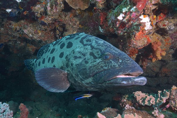 Potato grouper