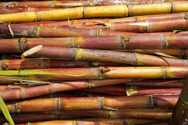 Ripe sugar cane