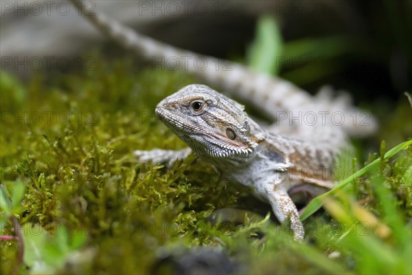 Bearded Dragon