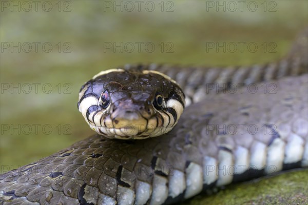 Grass snake