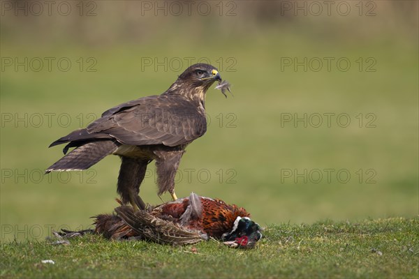 Common buzzard