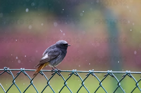 Black Redstart