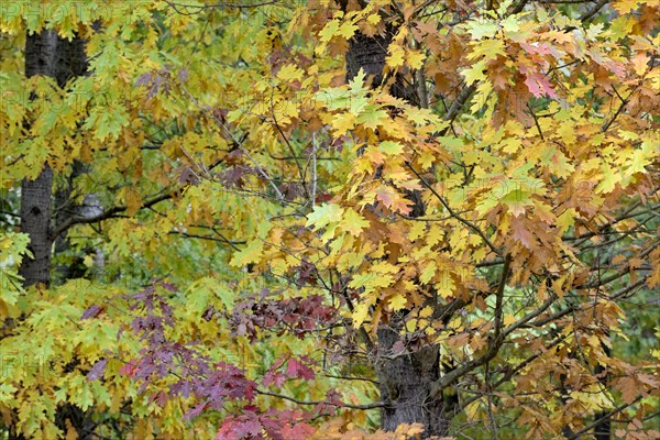 Northern red oak