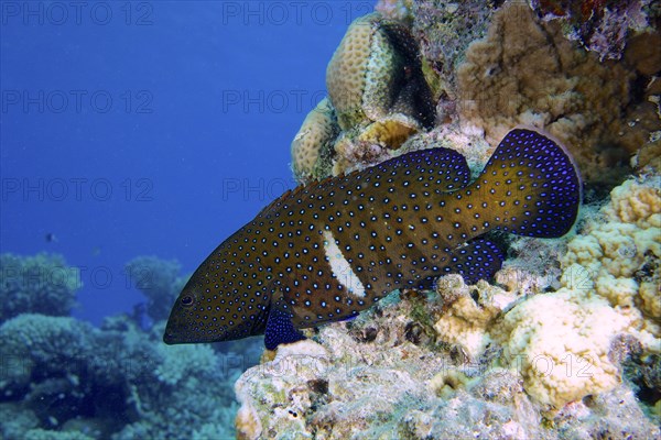 Bluespotted grouper