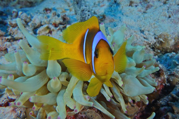 Portrait of red sea clownfish