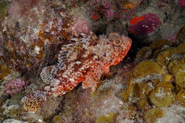 Madeira rockfish