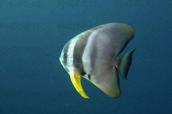 Longfin batfish