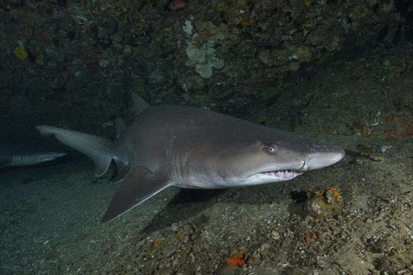 Sand tiger shark