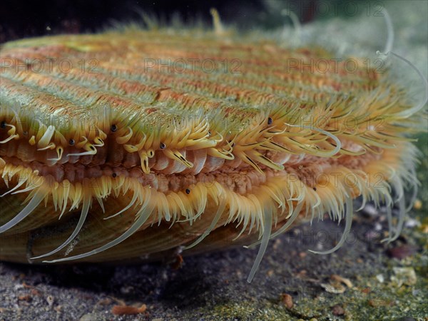 Close-up of scallop