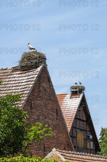 Young white storks